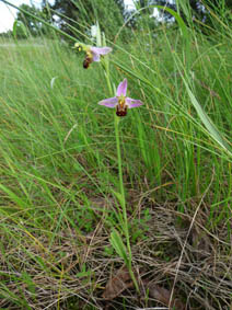 Ophrys apifera